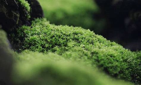 青苔 苔蘚|青苔（苔藓类植物）